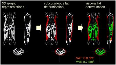 MRI-based quantification of adipose tissue distribution in healthy adult cats during body weight gain